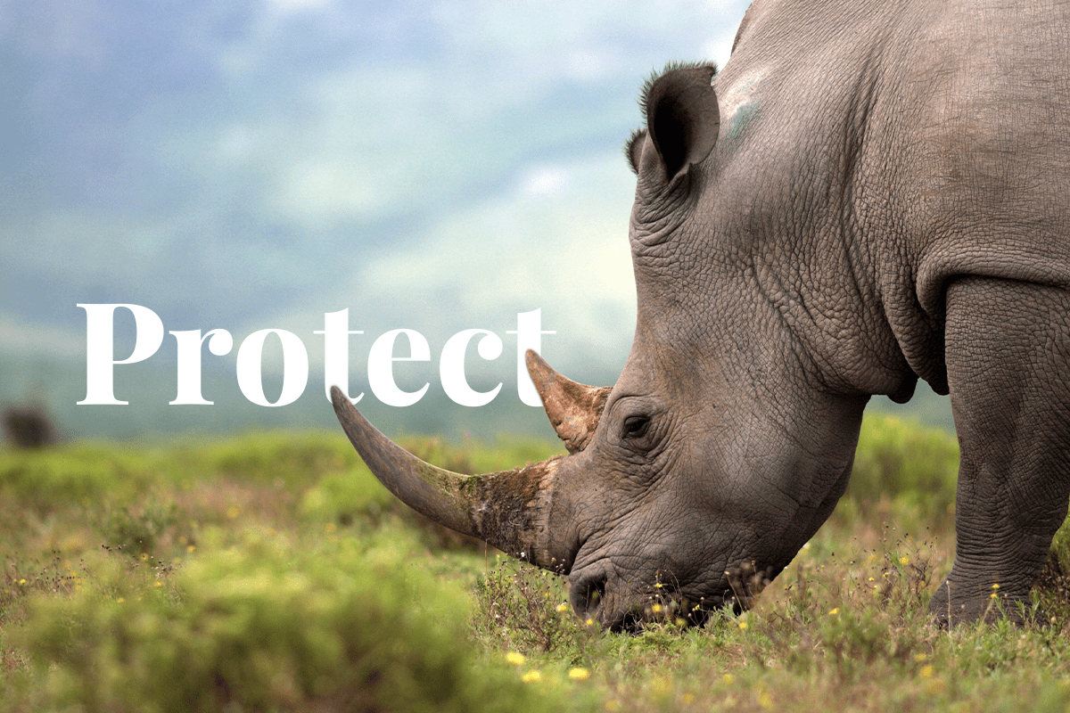 do endangered species need protection essay